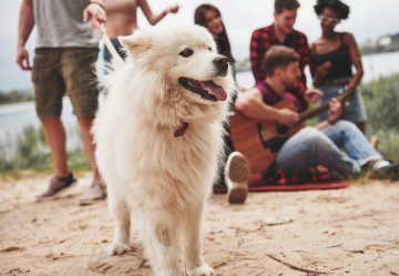 Comment bien choisir la mutuelle santé de son chien pour le protéger au quotidien